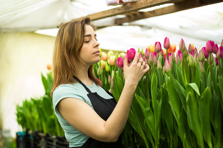 Florists woman working with flowers in a greenhouse. Springtime, lots of tulips,flowers concept,Industrial cultivation of flowers,a lot of beautiful colored tulipsの写真素材