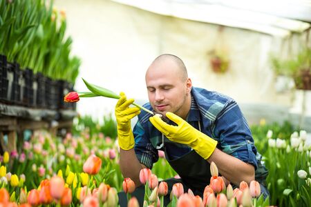 Man gardener florist holding a bouquet of flowers, standing in a greenhouse, where the tulips...