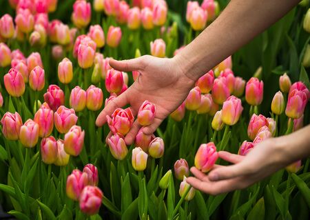 hands with tulips close up,a lot of beautiful multicolored tulips growing on a field, in the garden, in the greenhouse,red,yellow,violet,orange,pink tulups,Springtime, lots of tulips,flowers conceptの写真素材