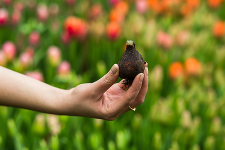 tulip bulb in gardener hand close up against the background of multi-colored beautiful tulips in the greenhouse,red,yellow,violet,orange,pink tulups,Springtime, lots of tulips,flowers conceptの写真素材