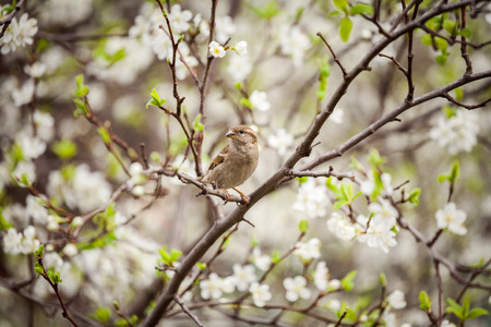 sparrow sitting on a flowering tree,  sparrow in the spring gardenの写真素材