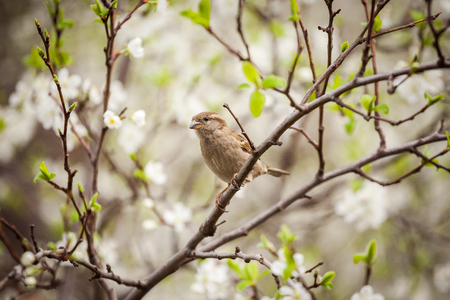 sparrow sitting on a flowering tree,  sparrow in the spring gardenの写真素材