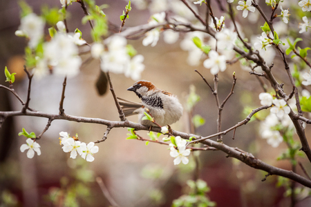 sparrow sitting on a flowering tree,  sparrow in the spring gardenの写真素材