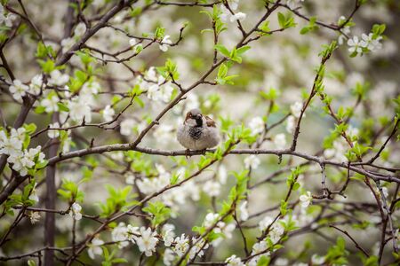 sparrow sitting on a flowering tree,  sparrow in the spring gardenの写真素材