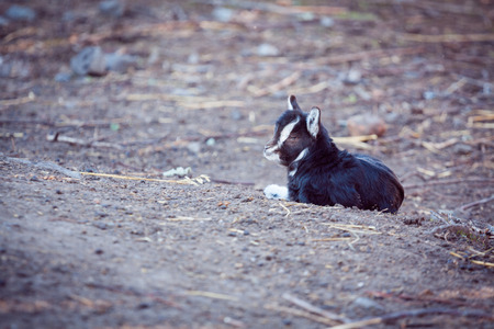 little black goat lying on the groundの写真素材