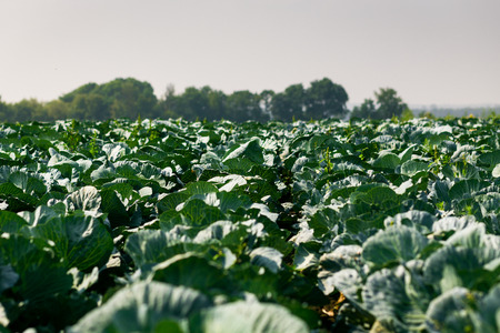 Landscape view of a freshly growing cabbage field.napa cabbage,chinese cabbage of plant, freshly...