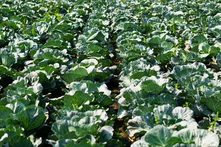 Landscape view of a freshly growing cabbage field.napa cabbage,chinese cabbage of plant, freshly growing cabbage field,Cultivation of cabbage,hurvest conceptの写真素材