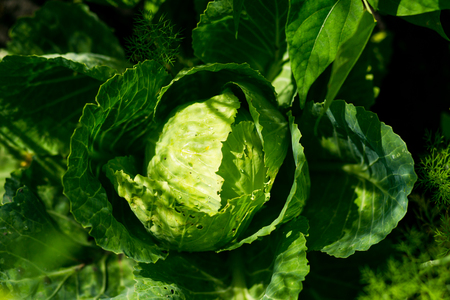 Landscape view of a freshly growing cabbage field closeup.napa cabbage,chinese cabbage of plant, freshly growing cabbage field,Cultivation of cabbage,hurvest conceptの写真素材