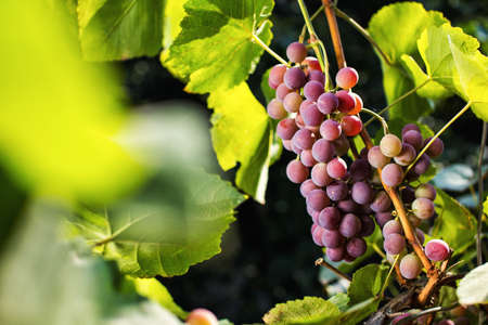 bunch of red fresh sweet grapes hanging on a branchの写真素材