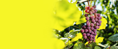 bunch of red fresh sweet grapes hanging on a branchの写真素材