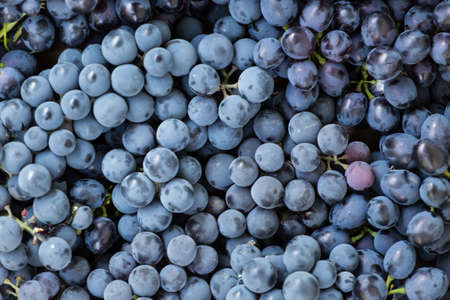 Sweet fresh grape. Grape background