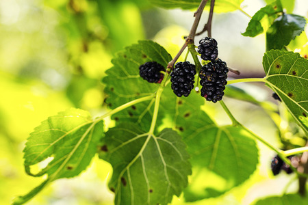 Ripe black berry hanging on Morus tree branch (black mulberry, Morus nigra) close up macro.black ripe and unripe mulberries on the branch.Wild mulberry hanging on branch with green leavesの写真素材