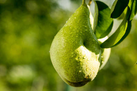 pears on a branch,unripe green pear,Pear tree,Tasty young pear hanging on tree,Summer fruits garden.Crop of pears,Healthy Organic Pears. Juicy flavorful pears of nature background.の写真素材