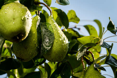 pears on a branch,unripe green pear,Pear tree,Tasty young pear hanging on tree,Summer fruits garden.Crop of pears,Healthy Organic Pears. Juicy flavorful pears of nature background.の写真素材