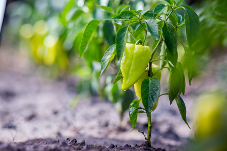Growing the bell peppers (capsicum). Unripe peppers in the vegetable garden.Green peppers growing in the garden.Bell peppers hanging on tree in farm.Plantations of peppers in the fieldの写真素材