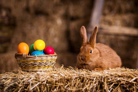 Funny little rabbit among Easter eggs in velour grass,rabbits with Easter eggs,close-up pair of...