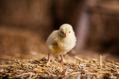 Yellow chickens on a haystack,Little Yellow Chickens,Little sleepy newborn yellow chickens in nest,newborn chickens in hay nest with egg,chicken with Easter eggsの写真素材