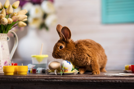Beautiful red-haired rabbit sitting on a wooden board on a blue background,Little rabbit on wooden...