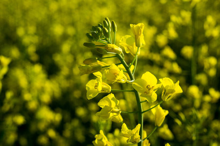 Rapeseed field, Blooming canola flowers close up. Rape on the field in summer. Bright Yellow rapeseed oil. Flowering rapeseed,Rapeseed field in sunset,Yellow oilseed rape flower (differential focus)の写真素材