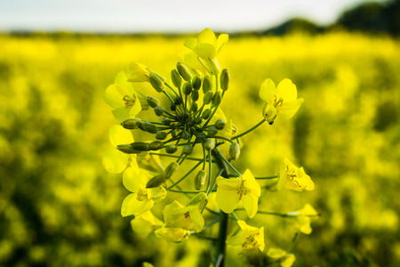 Rapeseed field, Blooming canola flowers close up. Rape on the field in summer. Bright Yellow rapeseed oil. Flowering rapeseed,Rapeseed field in sunset,Yellow oilseed rape flower (differential focus)の写真素材