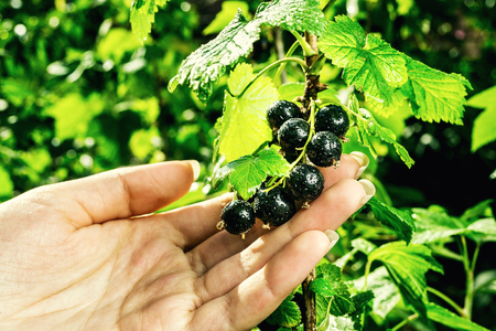 bush of black currant growing in a garden.Background of black currant. Ripe black currants close-up as background. Harvest the ripe berries of black currants in hand.Summer Harvestの写真素材