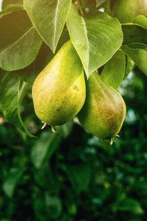 pears on a branch,unripe green pear,Pear tree,Tasty young pear hanging on tree,Summer fruits garden.Crop of pears,Healthy Organic Pears. Juicy flavorful pears of nature background.の写真素材