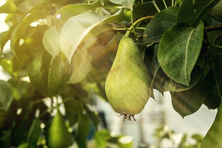 pears on a branch,unripe green pear,Pear tree,Tasty young pear hanging on tree,Summer fruits garden.Crop of pears,Healthy Organic Pears. Juicy flavorful pears of nature background.の写真素材
