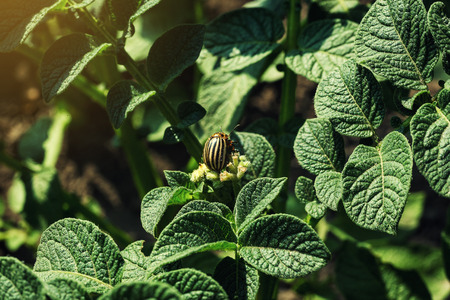 Colorado potato beetle eats potato leaves,close-up.Colorado Potato Striped Beetle-Leptinotarsa Decemlineata,Serious Pest Of Potatoes plants.Potato bug on green sheet,damage agricultural cropsの写真素材