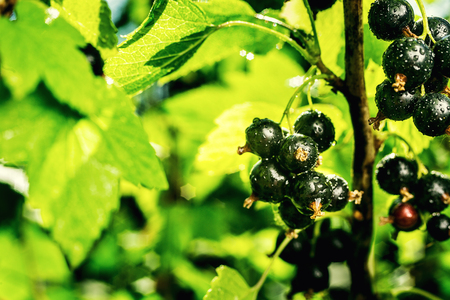 bush of black currant growing in a garden.Background of black currant. Ripe black currants close-up as background. Harvest the ripe berries of black currants.Summer Harvestの写真素材