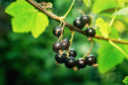 bush of black currant growing in a garden.Background of black currant. Ripe black currants close-up as background. Harvest the ripe berries of black currants.Summer Harvestの写真素材