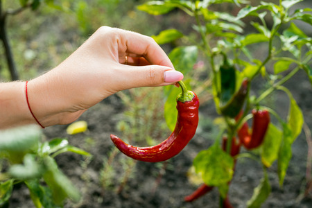female hands hold hot peppers in vegetable gardenの写真素材