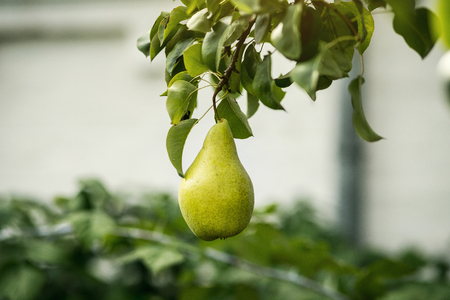 Tasty young healthy organic juicy pears hanging on a branchの写真素材