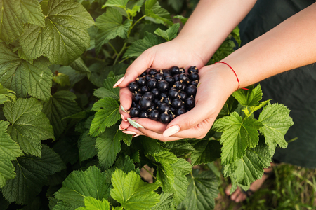 Black currant growers engineer working in  garden with harvest, woman  with box of berriesの写真素材