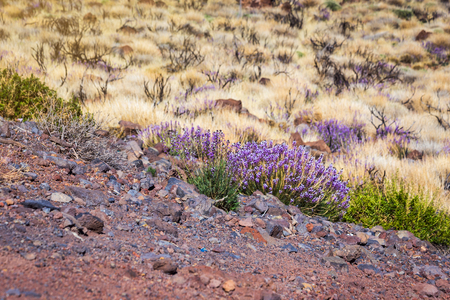 Beautiful landscape of  Teide national park, Tenerife, Canary island, Spainの写真素材