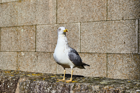 Seagull in Porto old city, Portugalの写真素材
