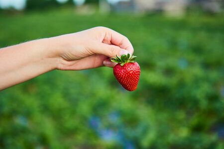 Strawberry growers engineer working in the field with harvest, woman holding berriesの写真素材