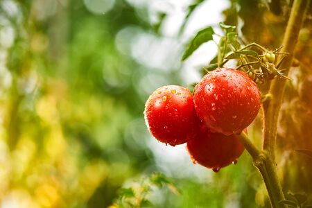Bunch of ripe natural cherry red tomatoes in water drops growing in a greenhouse  ready to pickの写真素材