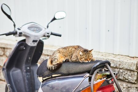 Cat on the street of Istanbul, Turkeyの写真素材