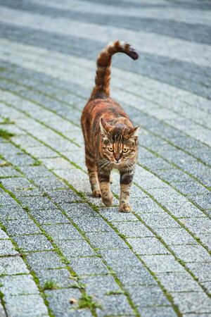 Cat on the street of Istanbul, Turkeyの写真素材