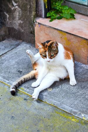 Cat on the street of Istanbul, Turkeyの写真素材