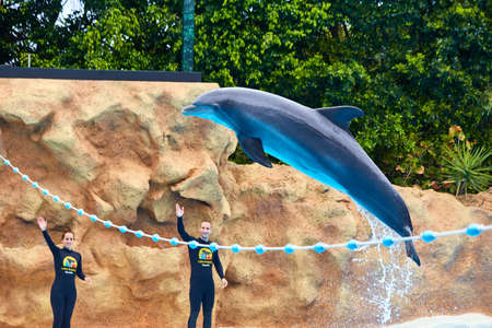 PUERTO DE LA CRUZ, TENERIFE - MAY 13, 2018: Dolphin show in the Loro Park (Parque) is one of the biggest attractions of the Canary Islands, with over 40 million visitorsのeditorial素材