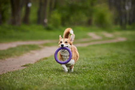 Happy Welsh Corgi Pembroke dog playing with puller in the spring park
