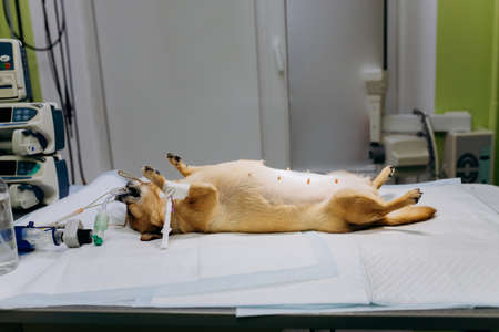 Anesthesia or sedation of the dog. The Dog lies on the operating table before surgery.の写真素材