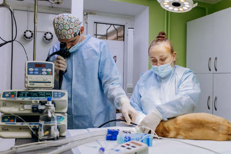 Vinnitsa, Ukraine - November 29, 2021: Veterinary surgeons make surgery for dog in the operating room of a veterinary clinic. Medicine, pet, animals, health care and people concept.のeditorial素材