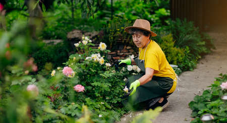 Senior woman gardener in a hat working in her yard and trimming flowers with secateurs. The concept of gardening, growing and caring for flowers and plants.の写真素材