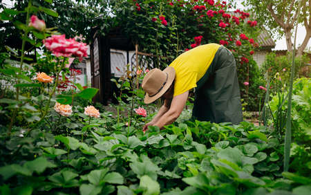 Senior woman gardener in a hat works in her yard and grows and harvests strawberries. The concept of...