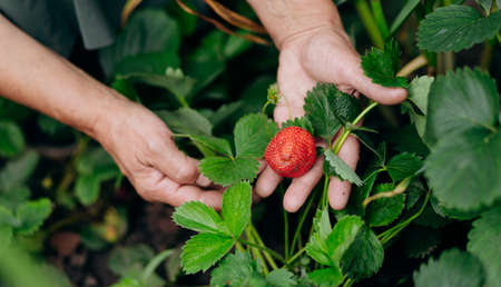 Strawberry grower gardener working in the greenhouse with harvest, woman holding berries