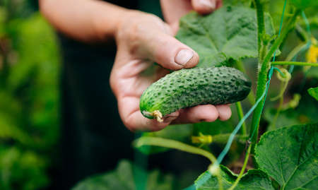 Female gardener grows cucumbers. The concept of gardening, farming and cucumber growing. Close up