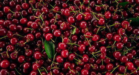 Red cherry. Bunch of ripe cherries with stems.