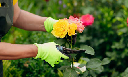 Gardener woman working in her yard. The concept of gardening, growing and caring for flowers and...